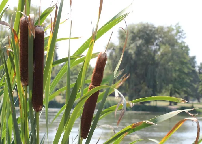 Отель Korona Szallo *